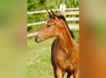 Österreichisches Warmblut, Stute, Fohlen (05/2025), Brauner