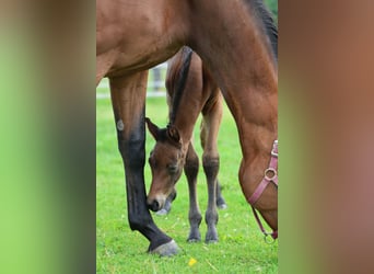 Österreichisches Warmblut, Stute, Fohlen (05/2024), Brauner