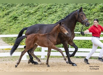 Österreichisches Warmblut, Stute, Fohlen (04/2024), Brauner