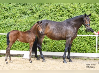 Österreichisches Warmblut, Stute, Fohlen (04/2024), Brauner