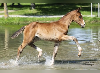 Österreichisches Warmblut, Stute, Fohlen (04/2024), Brauner