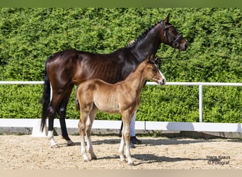 Österreichisches Warmblut, Stute, Fohlen (04/2024), Brauner