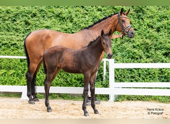 Österreichisches Warmblut, Stute, Fohlen (03/2024), Brauner