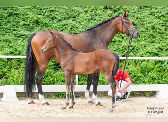 Österreichisches Warmblut, Stute, Fohlen (03/2024), Brauner