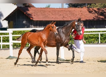 Österreichisches Warmblut, Stute, Fohlen (04/2026), Brauner