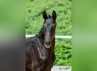 Österreichisches Warmblut, Stute, Fohlen (02/2026)