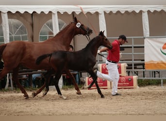 Österreichisches Warmblut, Stute, Fohlen (05/2025), Dunkelbrauner