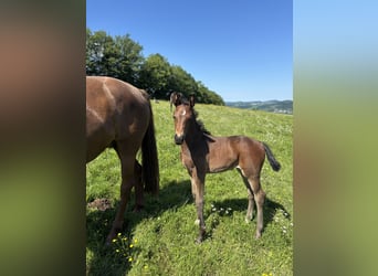 Österreichisches Warmblut, Stute, Fohlen (05/2025), Dunkelbrauner