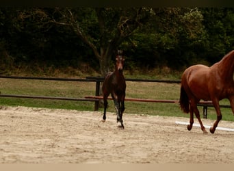 Österreichisches Warmblut, Stute, Fohlen (05/2025), Dunkelbrauner