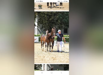 Österreichisches Warmblut, Stute, Fohlen (03/2025), Dunkelbrauner