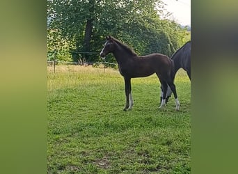 Österreichisches Warmblut, Stute, Fohlen (03/2025), Dunkelbrauner