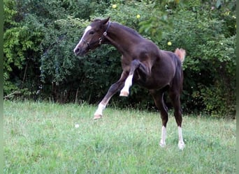 Österreichisches Warmblut, Stute, Fohlen (04/2026), Dunkelfuchs