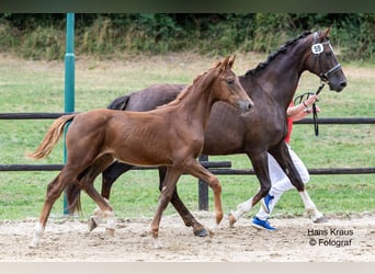 Österreichisches Warmblut, Stute, Fohlen (04/2025), Dunkelfuchs