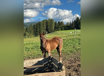 Österreichisches Warmblut, Stute, Fohlen (05/2025), Dunkelfuchs