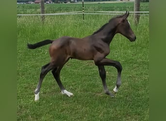 Österreichisches Warmblut, Stute, Fohlen (06/2026), Dunkelfuchs