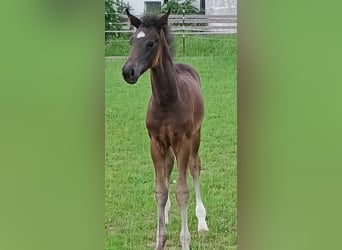 Österreichisches Warmblut, Stute, Fohlen (06/2026), Dunkelfuchs