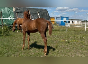 Österreichisches Warmblut, Stute, Fohlen (04/2025), Fuchs