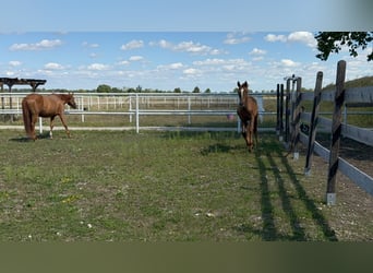 Österreichisches Warmblut, Stute, Fohlen (04/2025), Fuchs