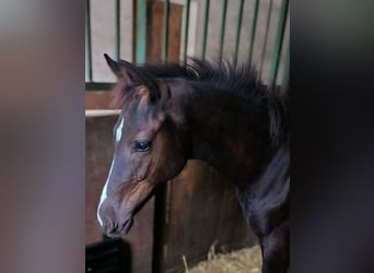 Österreichisches Warmblut, Stute, Fohlen (04/2025), Rappe