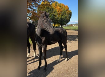 Österreichisches Warmblut, Stute, Fohlen (04/2025), Rappe