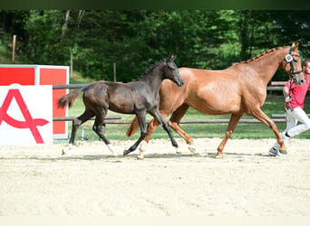 Österreichisches Warmblut, Stute, Fohlen (04/2026), Rappe