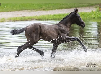 Österreichisches Warmblut, Stute, Fohlen (06/2024), Rappe