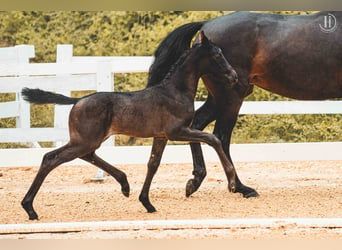 Österreichisches Warmblut, Stute, Fohlen (06/2024), Rappe