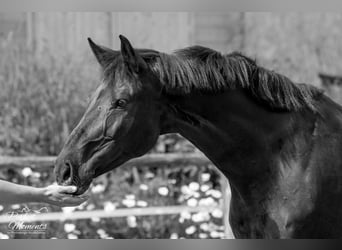 Österreichisches Warmblut, Wallach, 10 Jahre, 160 cm