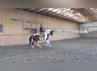 Österreichisches Warmblut, Wallach, 10 Jahre, 165 cm, Schecke