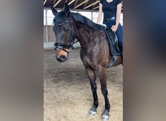 Österreichisches Warmblut Mix, Wallach, 10 Jahre, 168 cm, Dunkelbrauner