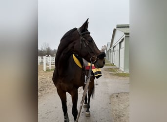Österreichisches Warmblut, Wallach, 10 Jahre, 170 cm, Brauner