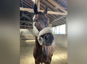 Österreichisches Warmblut, Wallach, 10 Jahre, 170 cm, Brauner