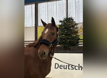 Österreichisches Warmblut, Wallach, 10 Jahre, 170 cm, Fuchs