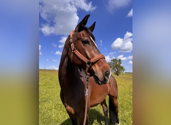 Österreichisches Warmblut, Wallach, 10 Jahre, 172 cm, Dunkelbrauner