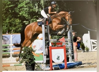 Österreichisches Warmblut, Wallach, 11 Jahre, 168 cm, Brauner