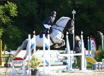 Österreichisches Warmblut, Wallach, 11 Jahre, 174 cm, Schimmel