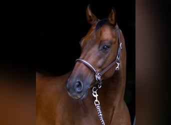 Österreichisches Warmblut, Wallach, 12 Jahre, 164 cm, Brauner