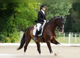 Österreichisches Warmblut, Wallach, 12 Jahre, 164 cm, Schwarzbrauner