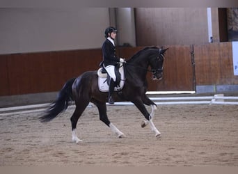 Österreichisches Warmblut, Wallach, 12 Jahre, 164 cm, Schwarzbrauner