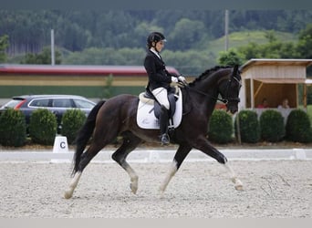 Österreichisches Warmblut, Wallach, 12 Jahre, 164 cm, Schwarzbrauner