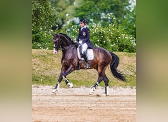 Österreichisches Warmblut, Wallach, 12 Jahre, 164 cm, Schwarzbrauner