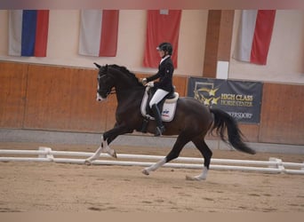 Österreichisches Warmblut, Wallach, 12 Jahre, 164 cm, Schwarzbrauner