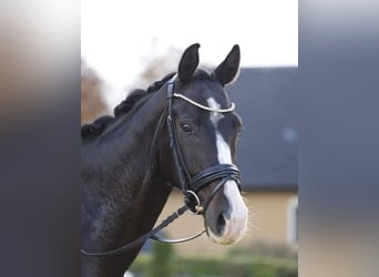 Österreichisches Warmblut, Wallach, 12 Jahre, 164 cm, Schwarzbrauner