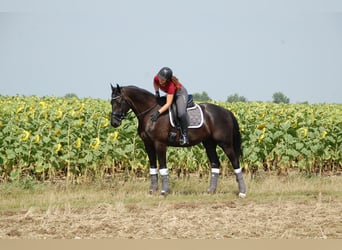 Österreichisches Warmblut, Wallach, 12 Jahre, 168 cm, Rappe