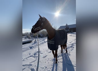 Österreichisches Warmblut, Wallach, 12 Jahre, 172 cm, Fuchs