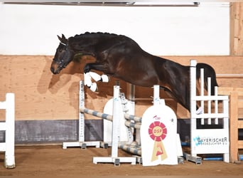 Österreichisches Warmblut, Wallach, 12 Jahre, 180 cm, Brauner