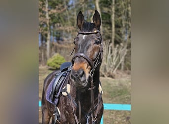 Österreichisches Warmblut, Wallach, 12 Jahre, 184 cm, Brauner