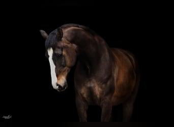 Österreichisches Warmblut, Wallach, 13 Jahre, 166 cm, Brauner