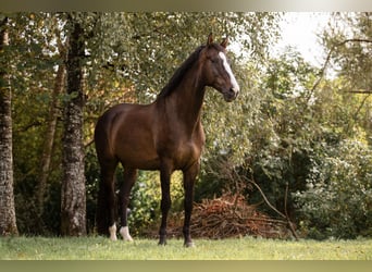 Österreichisches Warmblut, Wallach, 13 Jahre, 166 cm, Brauner