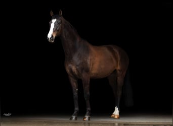 Österreichisches Warmblut, Wallach, 13 Jahre, 166 cm, Brauner